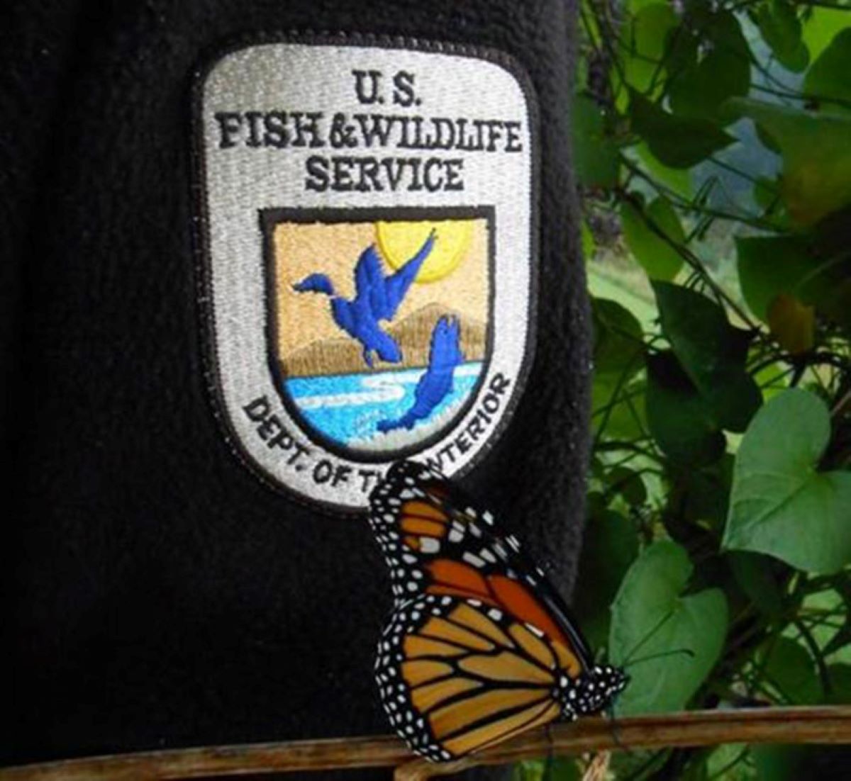 Usfws Logo With Monarch Butterfly Fws Gov